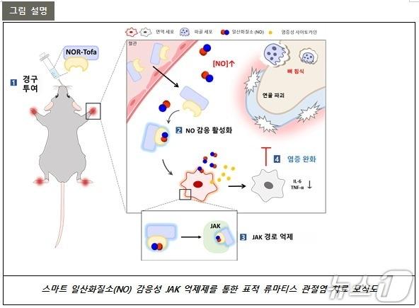 본문 이미지 - 포스텍 화학과 융합대학원 김원종 교수팀이 류마티스 관절염 환자의 아픈 곳에만 작용하는 새 치료제를 개발헸다.(포스텍 제공, 재판메 및 DB금지) 2025.12.24/뉴스1