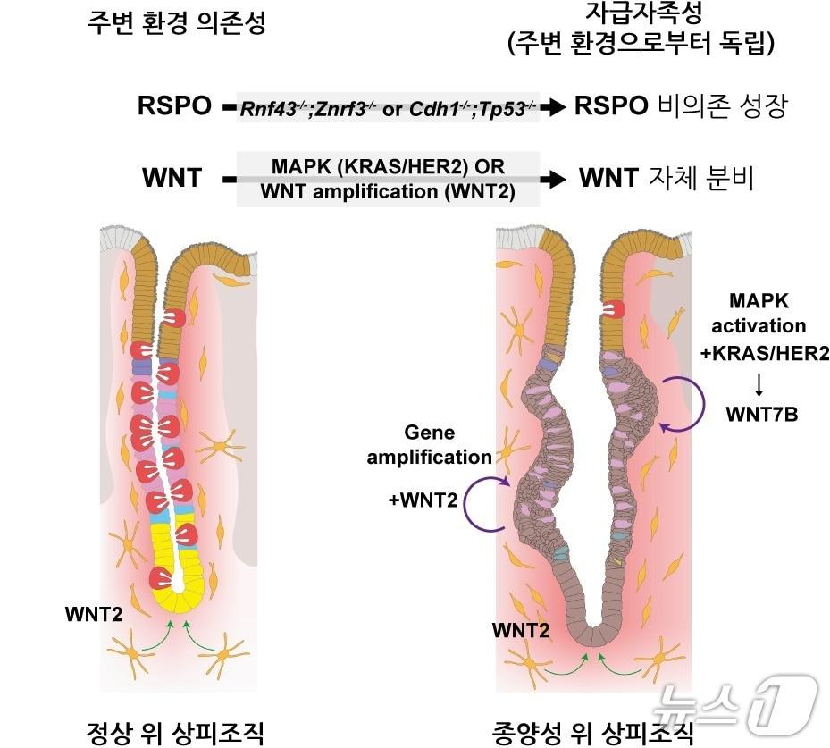 본문 이미지 - 정상 위 조직과 종양성 위 조직에서의 성장 신호 조절 방식의 차이(IBS 제공) /뉴스1