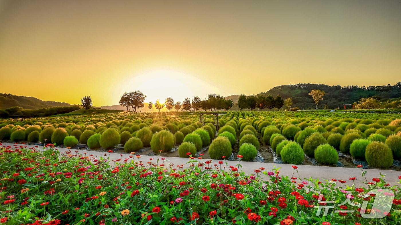 연천군 임진강 댑싸리정원. (연천군 제공, 재판매 및 DB금지)