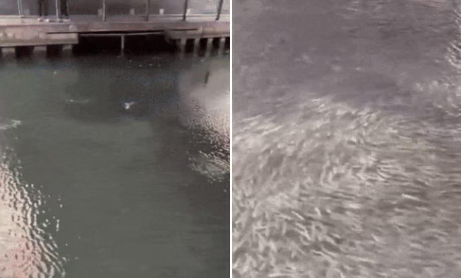 일본 오사카가 도톤보리강에서 대량의 숭어 무리가 포착됐다. 출처=엑스(X·옛 트위터)