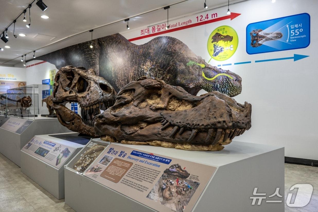 본문 이미지 - 티라노사우루스 '수(SUE)'의 머리뼈 3D 출력 모형(지질연 제공) /뉴스1