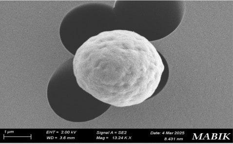 본문 이미지 - 미크로나스테스 호모스페라를 전자현미경으로 1만3000배 확대한 모습.(국립해양생물자원관 제공. 재판매 및 DB금지)/뉴스1