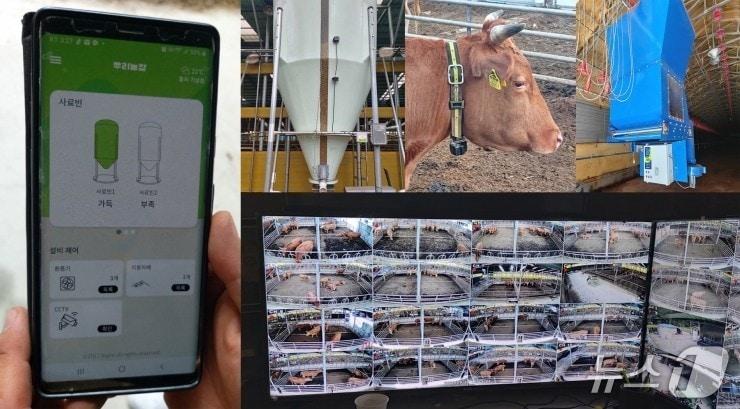 본문 이미지 - 경북도는 올해 '농업대전환'을 핵심 기조로 농정 혁신을 추진한 결과, K-푸드 세계화와 스마트농업 확산, 그린바이오 산업 육성 기반을 구축하는 성과를 거뒀다. 사진은 스마트축산 인프라 확충을 위해 현대화된 축사시설.(경북도 제공, 재판매 및 DB 금지)