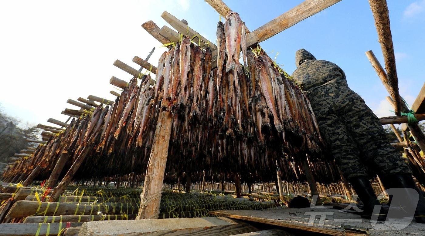 한파가 몰아친 28일 오전 강원 인제 북면 용대리의 한 황태덕장에서 주민들이 명태를 덕장에 내거는 덕걸이 작업을 하고 있다.(인제군 제공, 재판매 및 DB금지) 2025.12.28/뉴스1 ⓒ News1 한귀섭 기자