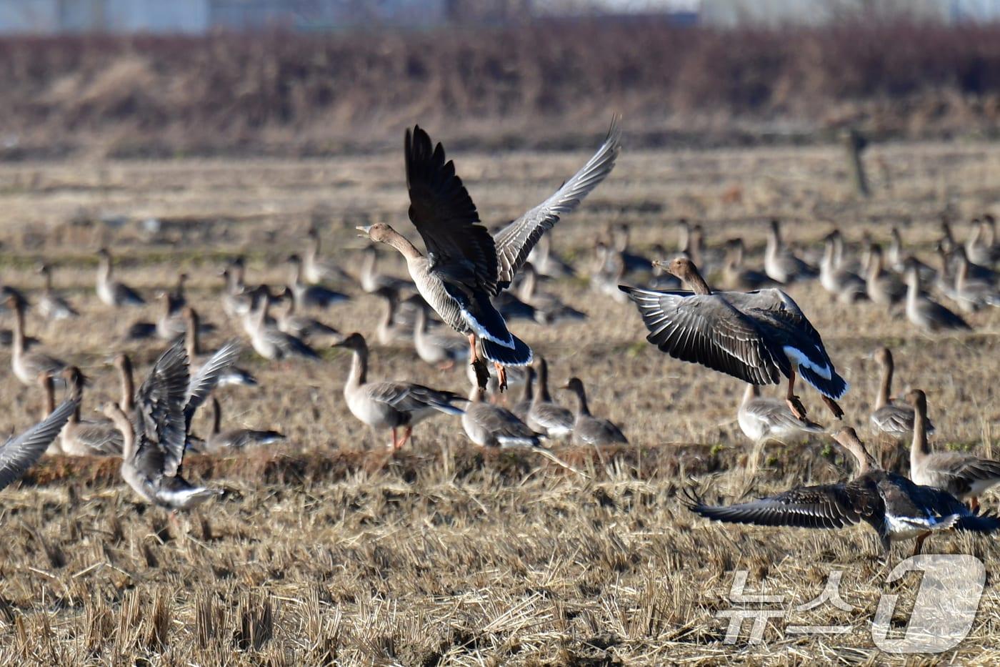 28일 경북 포항시 북구 흥해읍 들녘에서 큰기러기와 흰이마기러기들이 날아오르고 있다. ⓒ News1 최창호 기자