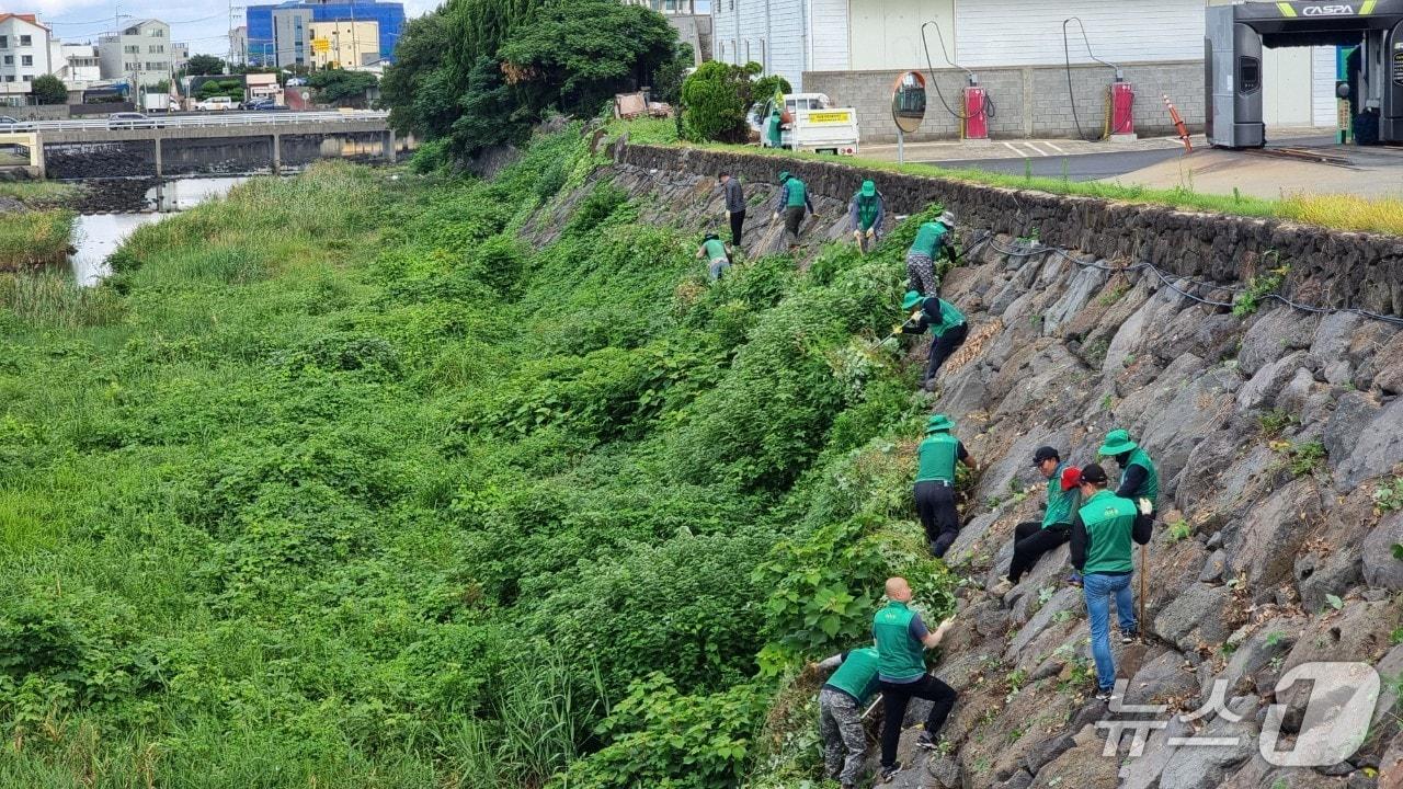 본문 이미지 - 제주 하천변을 뒤덮은 칡덩굴./뉴스1
