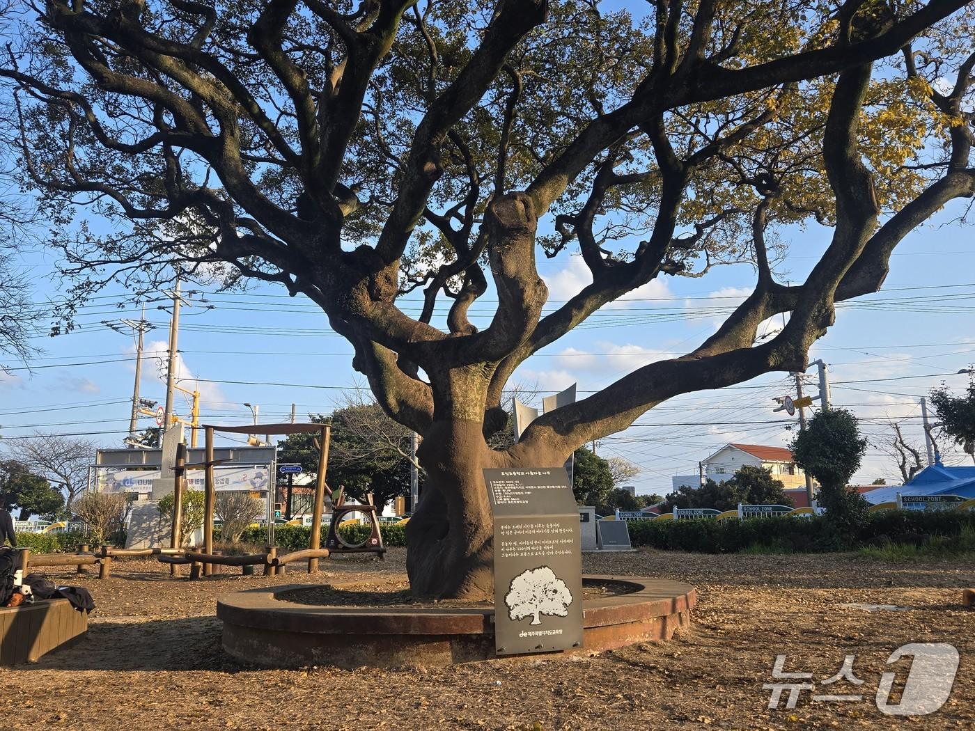 본문 이미지 - 제주도교육청 아름다운 나무로 지정된 표선초 팽나무./뉴스1 