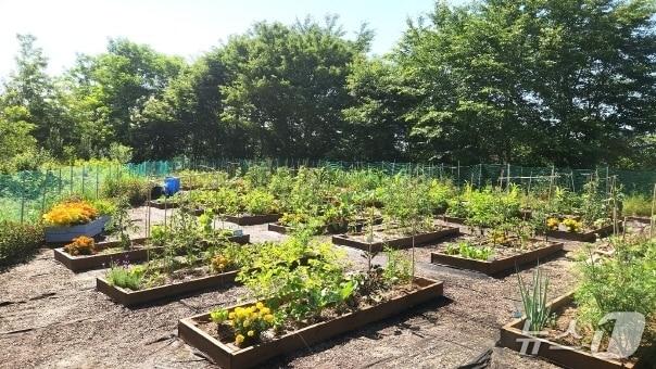 본문 이미지 - 전주 완산중 '평화텃밭' 모습./뉴스1