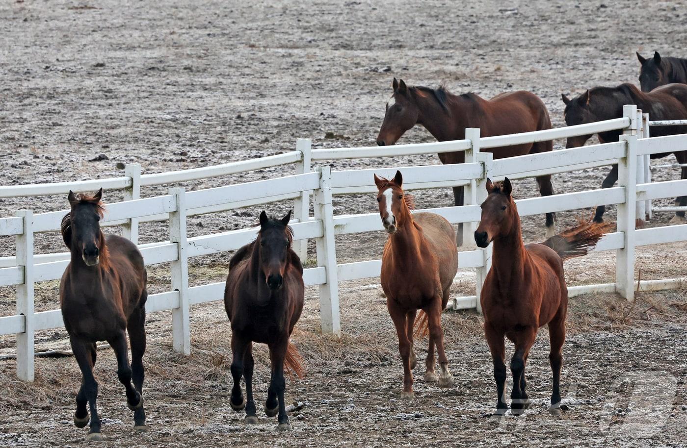본문 이미지 - 경기 고양시 원당종마목장 초원에 풀어놓은 말들이 뛰놀고 있다. 2025.12.31 ⓒ 뉴스1 장수영 기자