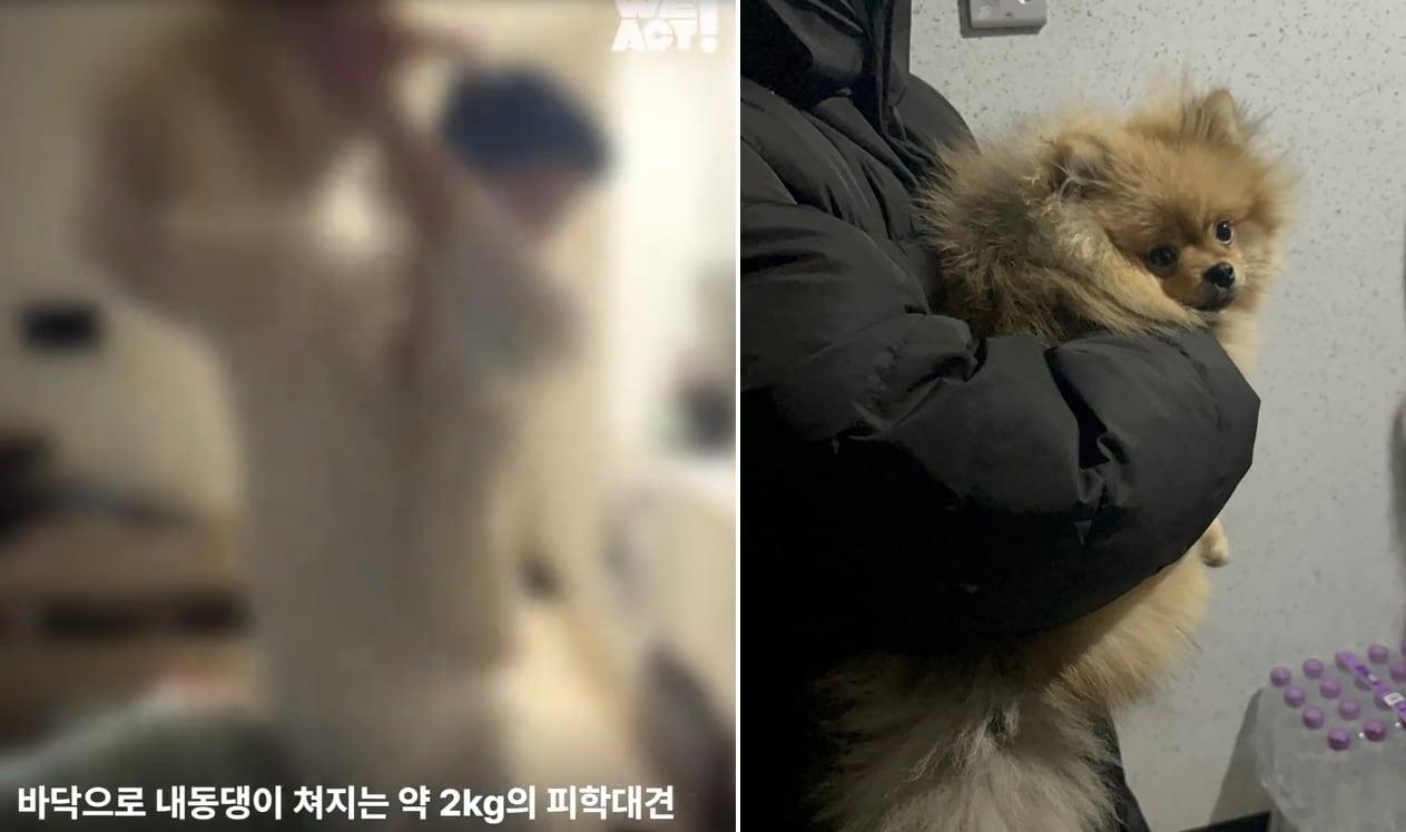 본문 이미지 - 최근 연인과 다투던 남성이 포메라니안을 집어던지는 사건이 발생했지만, 포메라니안은 다시 가해 소유자에게 돌아가야 하는 상황에 처해있다(동물보호단체 위액트 인스타그램 갈무리). ⓒ 뉴스1