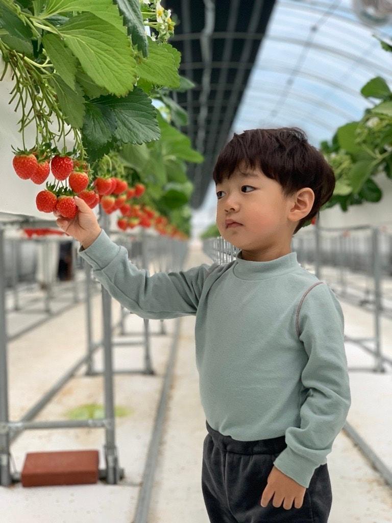 본문 이미지 - 전북 고창 상하농원에서 딸기를 수확하는 아이 모습&#40;상하농원 제공&#41;