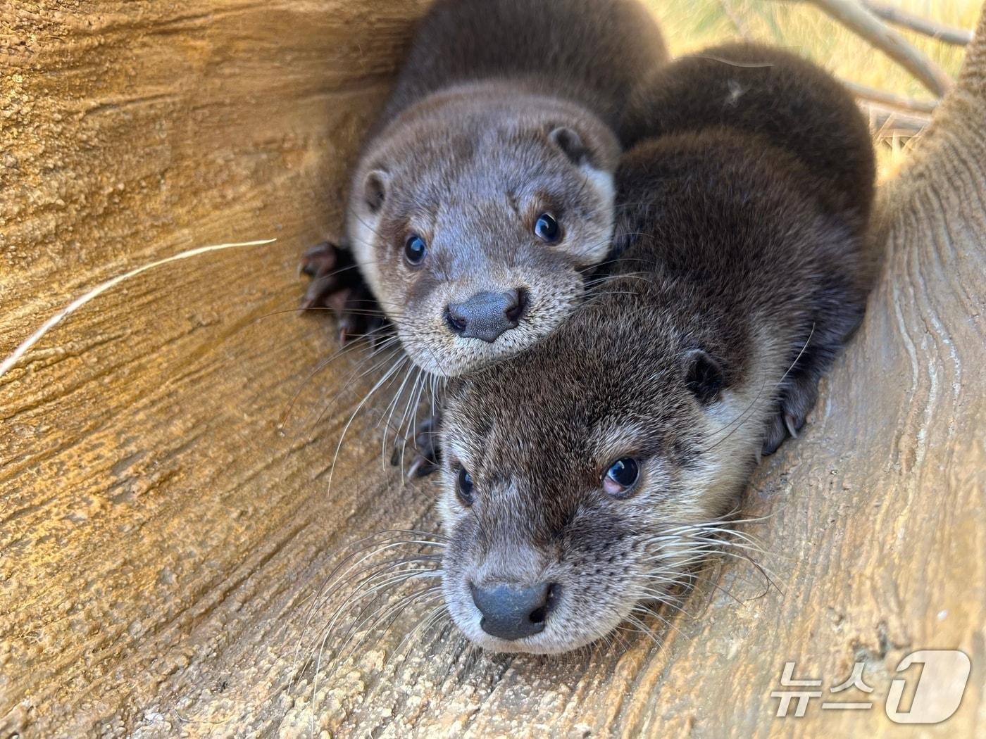 본문 이미지 -  충주아쿠아리움 수달.&#40;충주시 제공. 재판매 및 DB금지&#41;/뉴스1