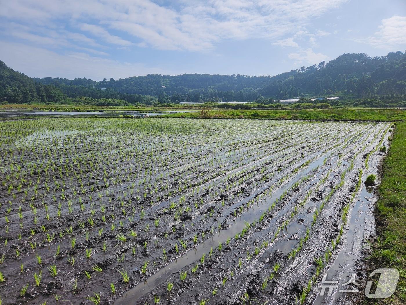 본문 이미지 -  서귀포 하논지구. 기사의 특정 사실과 관련이 없음.(제주도 제공. 재판매 및 DB금지)/뉴스1