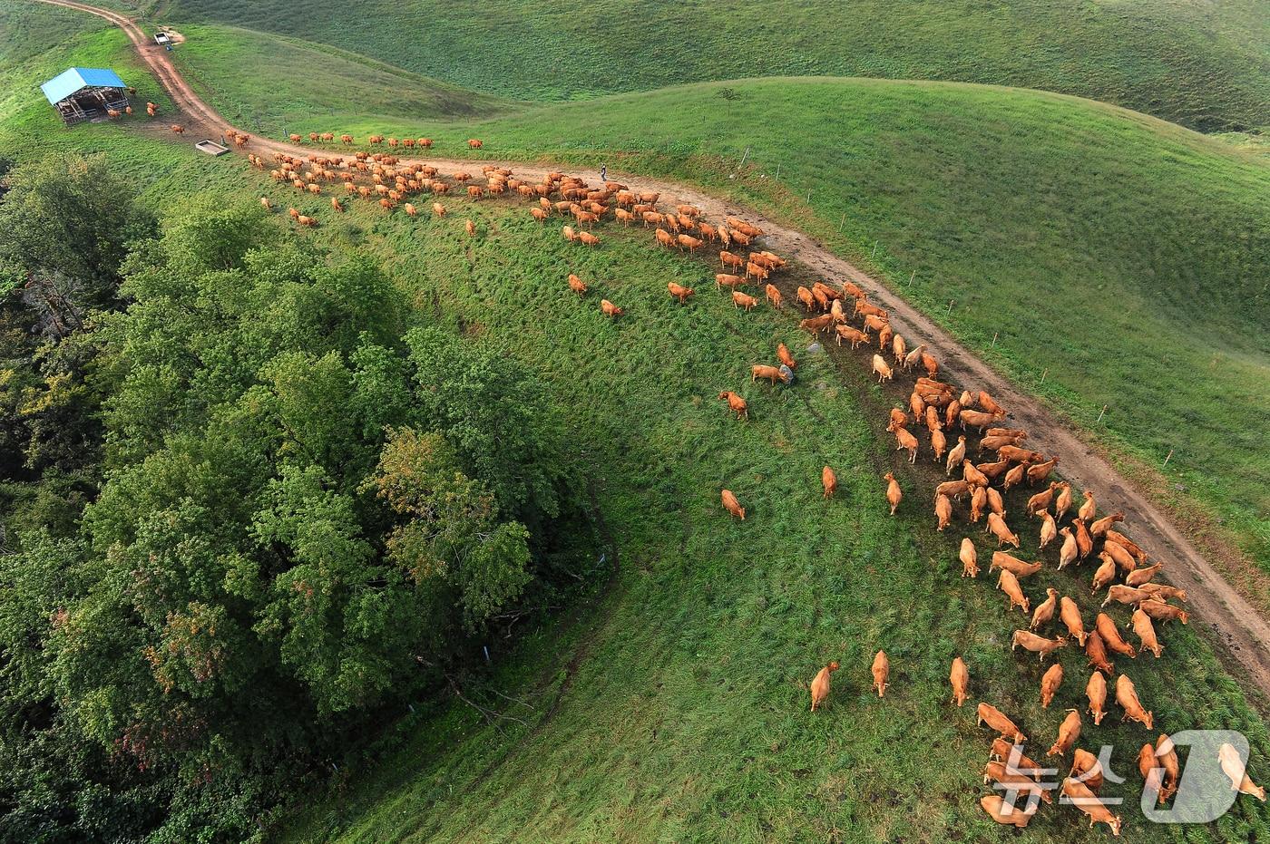 운산면 서산한우개량사업소 목장 모습(서산시 제공. 재판매 및 DB금지)2025.12.3/뉴스1