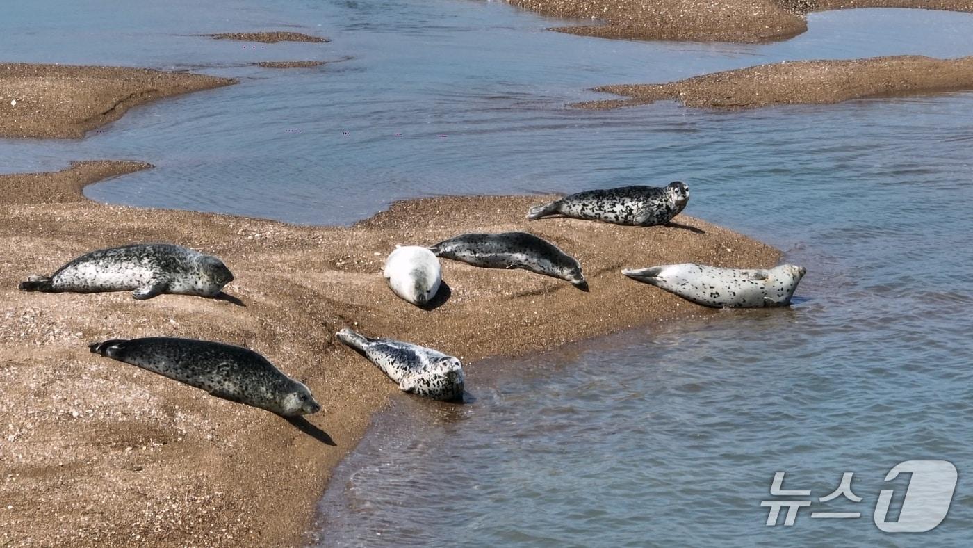 가로림만 내 모래톱에서 2024년 5월 23일 포착된 점박이물범 모습(서산시 제공. 재판매 및 DB금지)2025.12.3/뉴스1