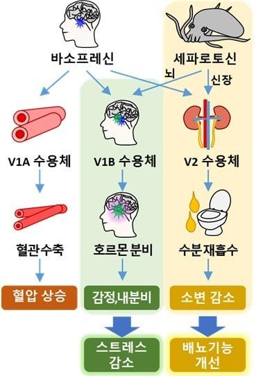 본문 이미지 -  국립해양생물자원관 연구 성과 설명도.(자원관 제공. 재판매 및 DB금지)/뉴스1