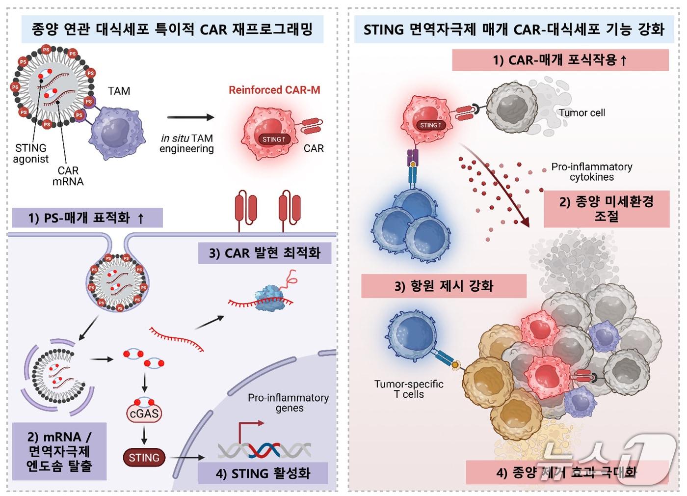본문 이미지 - 지질나노입자를 이용한 CAR mRNA와 면역자극제 동시 전달을 통한 생체 내 CAR-대식세포 생성 및 암세포 사멸 전략 모식도(KAIST 제공) /뉴스1