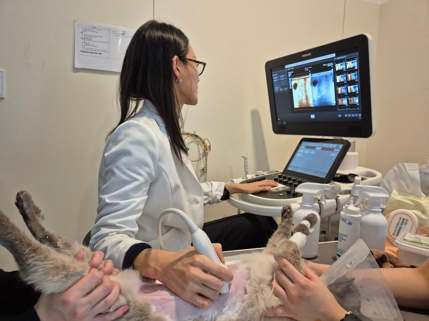 본문 이미지 - 이은지 본동물의료센터 수원점 부장이 초음파 조영 검사를 하는 모습(병원 제공) ⓒ 뉴스1