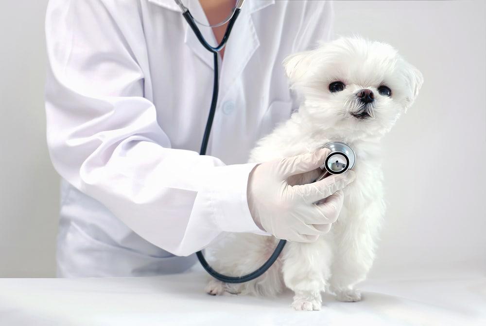 본문 이미지 - SD동물의료센터는 최근 6개월 반려견이 중성화 수술을 위한 사전 검사 중 강한 심 잡음이 확인돼 PDA를 진단한 사례를 소개했다(클립아트코리아, 사진은 기사 내용과 무관함). ⓒ 뉴스1