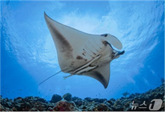 본문 이미지 - 대왕쥐가오리(출처: 수중환경작가 박재완)