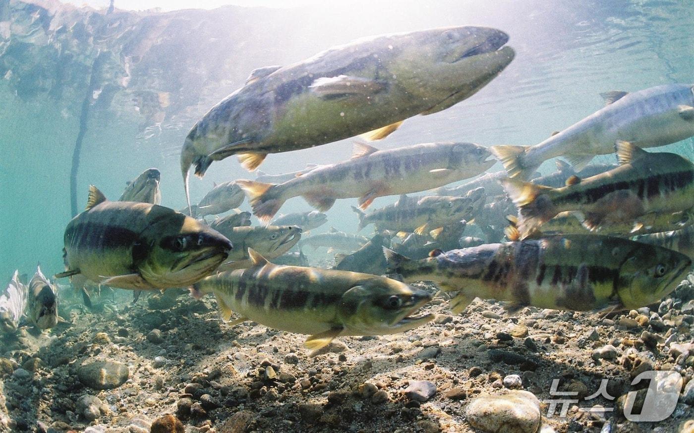 헤엄치는 연어 모습 (수산자원공단 제공. 재판매 및 DB금지)