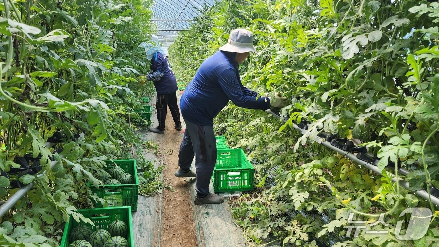 충북 진천 중소형 수박단지.(진천군 제공, 재판매 및 DB금지)/뉴스1