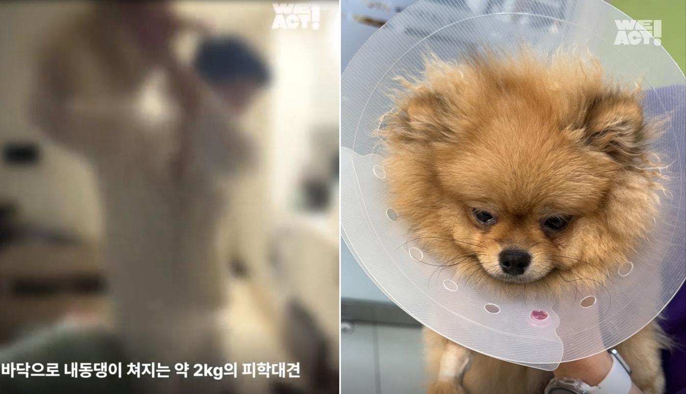 바닥에 내던져진 포메라니안이 격리 조치 후 가해 소유자에게 되돌아간 것으로 알려졌다(위액트 제공). ⓒ 뉴스1