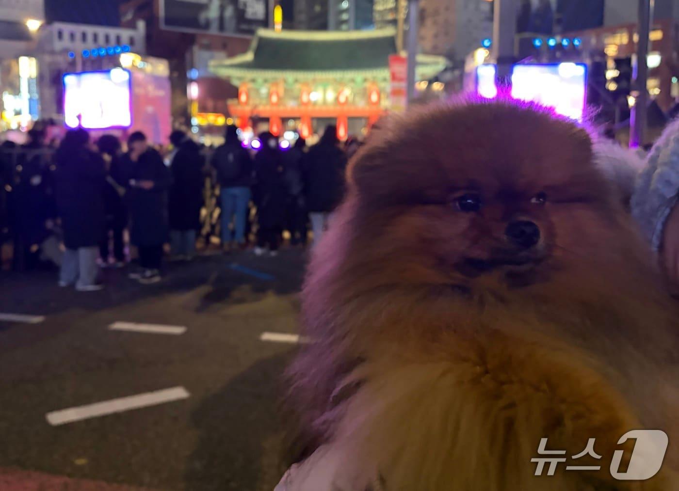 본문 이미지 - 31일 오후 제야의 종 행사를 관람하기 위해 서울 종로구 보신각 일대를 찾은 조하림 씨(34·여)가 자신과 동반한 반려견 '호두'를 들어 보이고 있다.