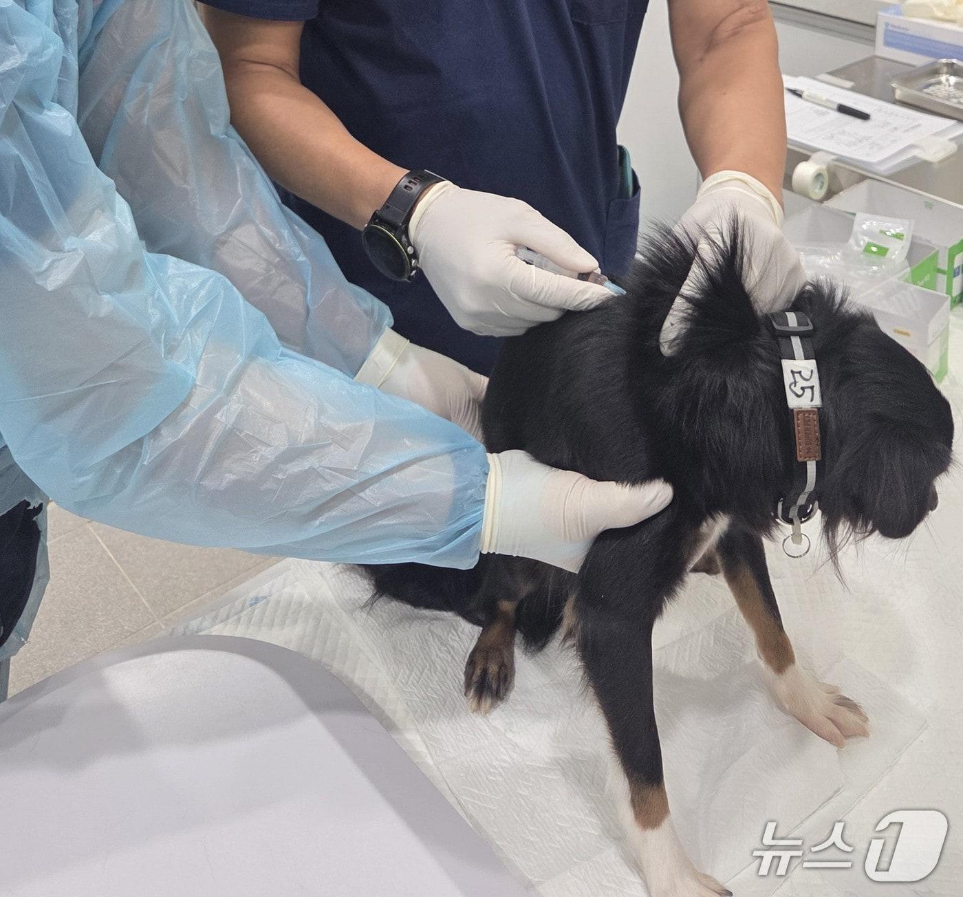 본문 이미지 - 민간동물보호시설에서 백신 접종을 하는 모습.(서울시 제공)