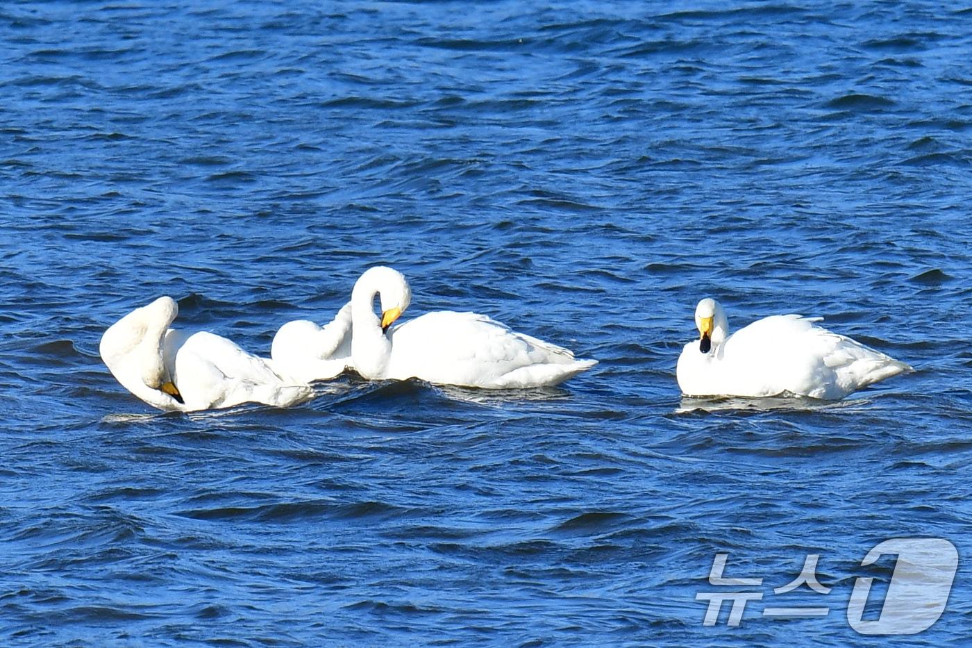 천연기념물 제201-2호이자 멸종위기야생생물 2급인 큰고니가 4일 경북 포항시 남구 연일읍 형산강에 날아와 쉬고 있다. 2025.12.4/뉴스1 ⓒ News1 최창호 기자