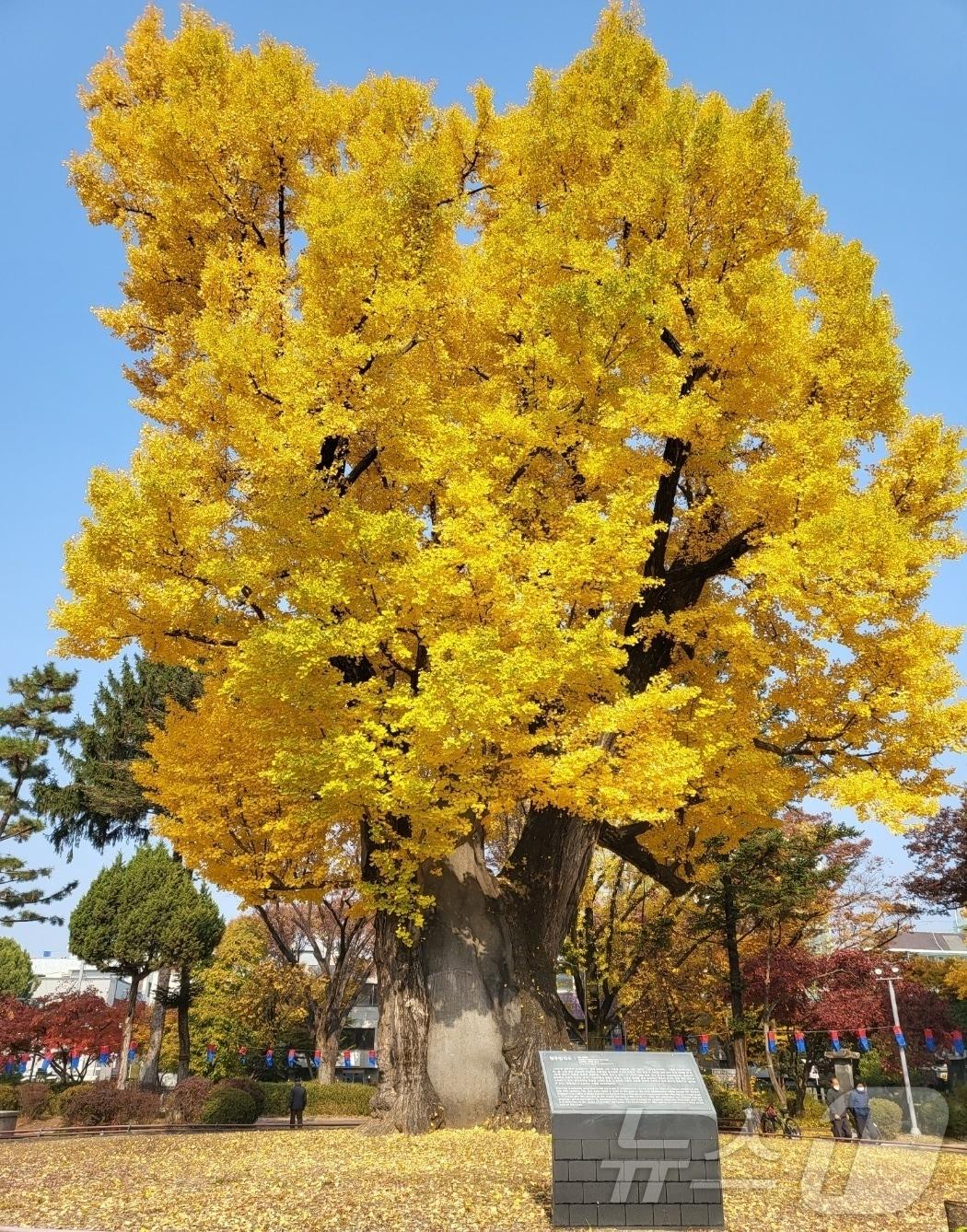 본문 이미지 - 청주 입각수 은행나무.&#40;청주시 제공. 재판매 및 DB금지&#41;/뉴스1