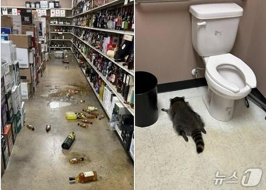 본문 이미지 - 지난달 29일 미국 버지니아주 애슐랜드의 한 주류 판매점에서 술에 취해 난동을 부리던 너구리가 발견됐다. (해노버 카운티 동물보호소 페이스북)