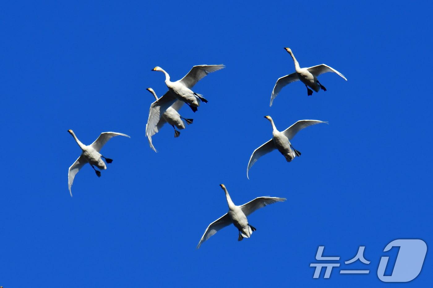 4일 오후 천연기념물 201-2호인 큰고니 무리가 경북 포항시 남구 연일읍 형산강 상공 위를 날아가고 있다. 2025.12.4/뉴스1 ⓒ News1 최창호 기자