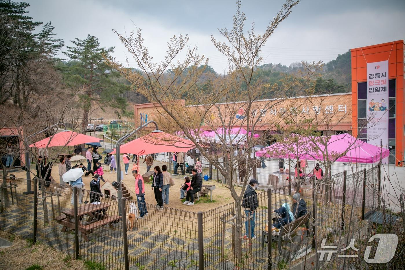 강원 강릉시 핑크빛 입양제 자료사진.&#40;강릉시 제공, 재판매 및 DB 금지&#41; 2025.12.5/뉴스1