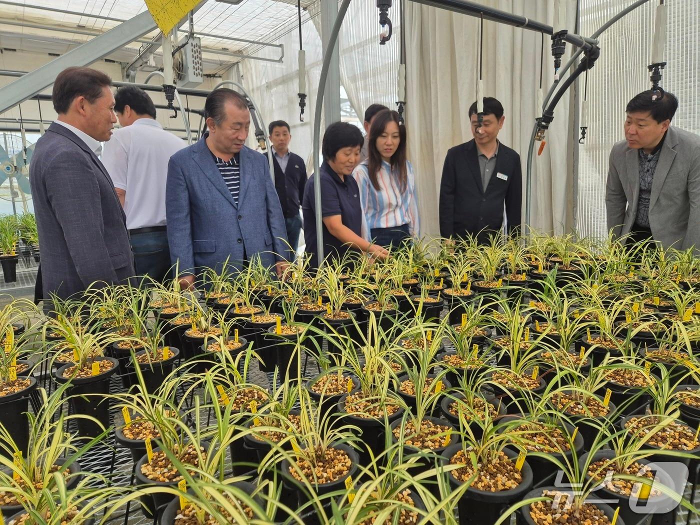 본문 이미지 - 합천춘란&#40;합천군 제공. 재판매 및 DB금지&#41;.