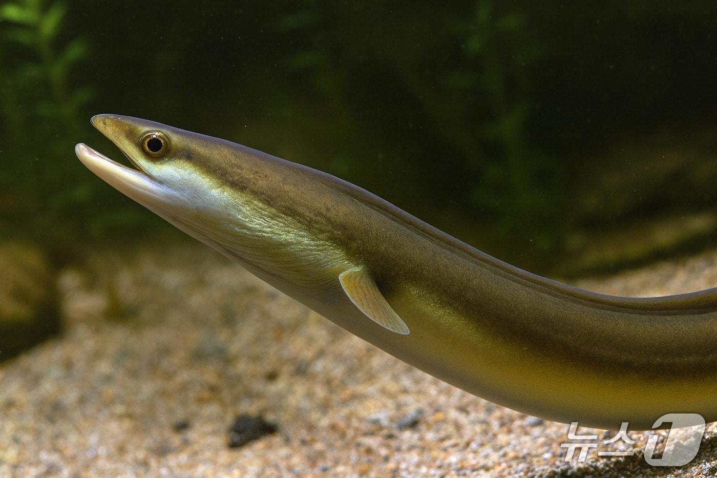 뱀장어&#40;해양수산부 제공&#41;