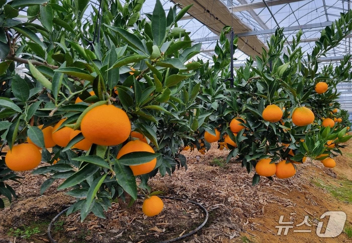 진천군 농업기술센터 실증시험포/뉴스1