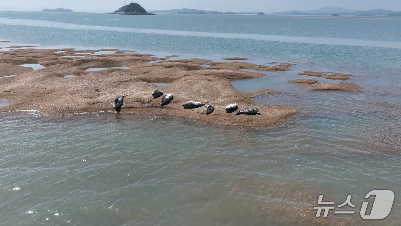 가로림만 내 모래톱에서 지난해 포착된 점박이물범 모습&#40;서산시 제공. 재판매 및 DB금지&#41;2025.12.8/뉴스1