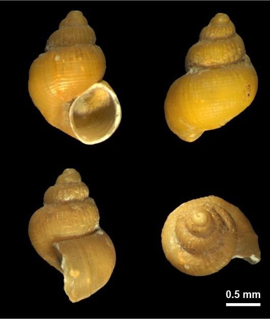 본문 이미지 - 동해 심해서 발견된 노랑배꼽꼬마고둥.&#40;국립해양생물자원관 제공. 재판매 및 DB금지&#41;/뉴스1