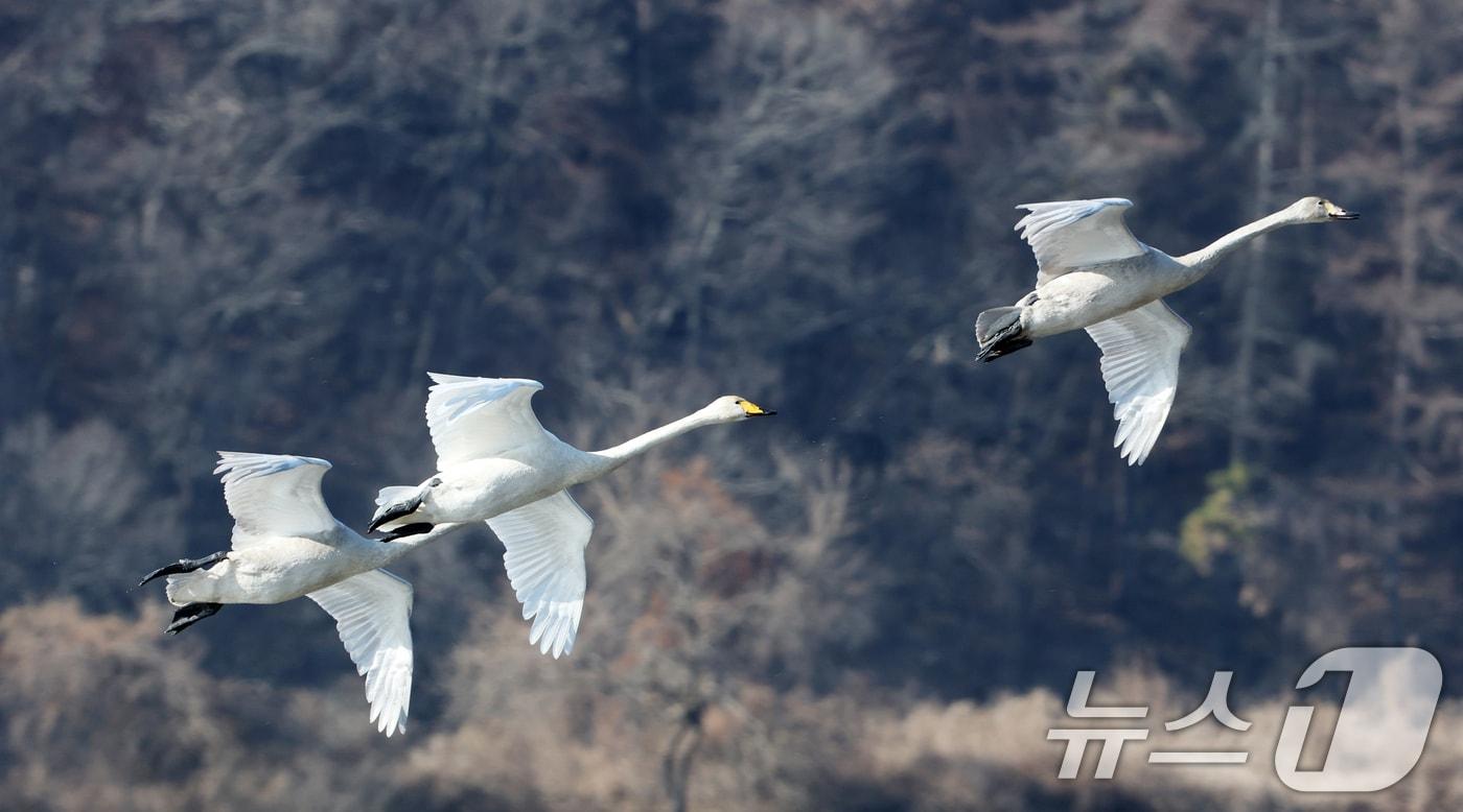 8일 한 생태공원에서 겨울철새 큰고니가 먹이활동을 하고 있다. 2025.12.8/뉴스1 ⓒ News1 김영운 기자