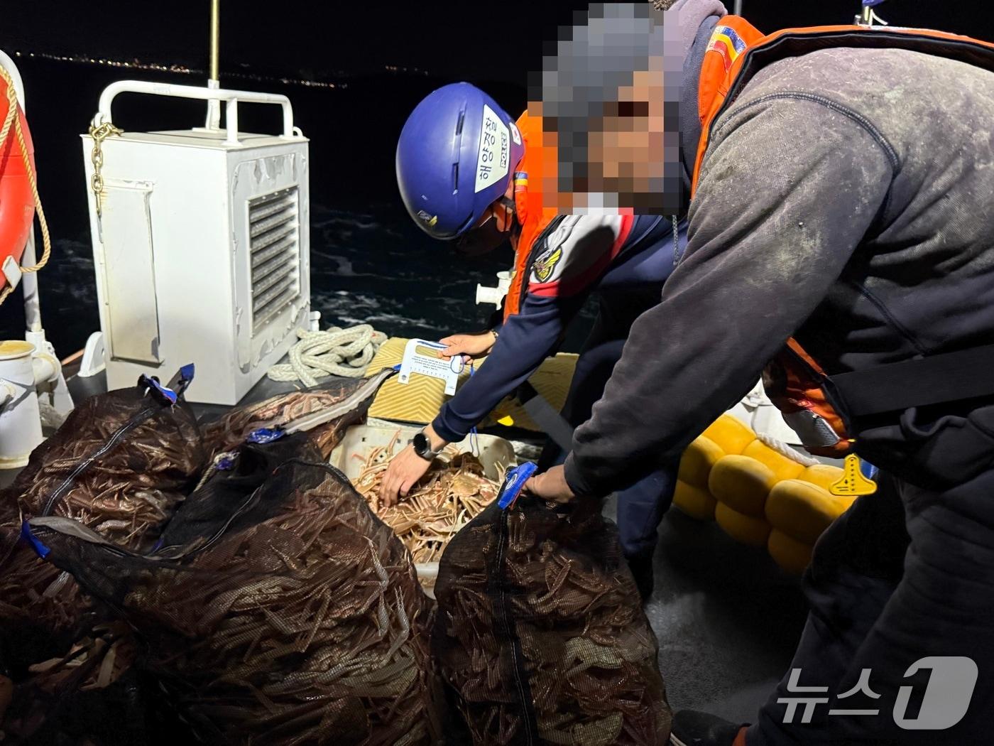 본문 이미지 - 8일 경북 포항해양경찰서는 체장 9㎝ 이하의 대게 647마리를 잡은 후 그물에 숨겨 항구로 들어온 연안자망 어선 70대 선장을 수산자원관리법 위반으로 검거했다, 사진은 해경이 단속하는 모습. &#40;포항해양경찰서제공, 재판매 및 DB금지&#41; 2025.12.8/뉴스1