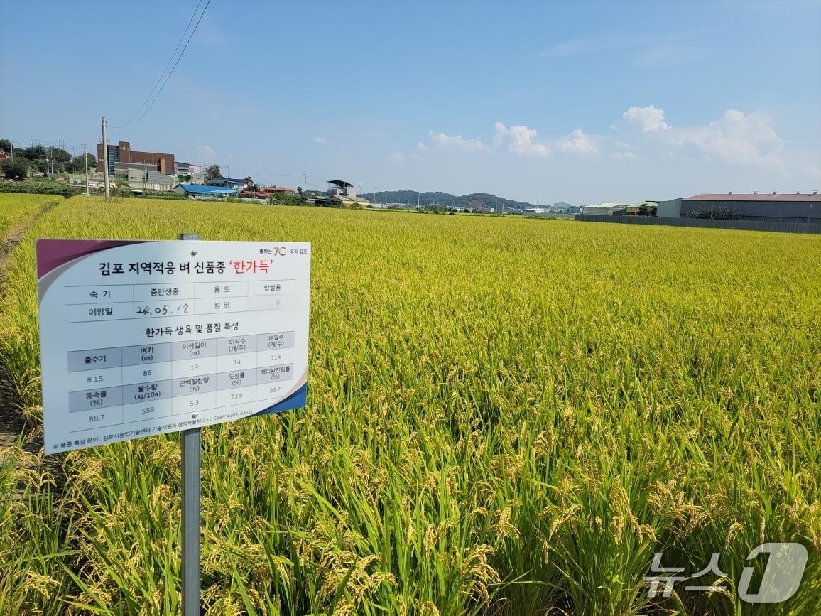 본문 이미지 - 한가득 자료사진&#40;경기 김포시 제공/뉴스1&#41;
