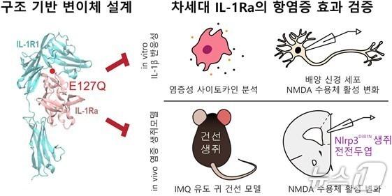 본문 이미지 - DGIST 연구팀이 AI로 설계한 항염증 단백질의 염증 억제 효과가 기존 치료제보다 50% 이상 높다는 것을 입증했다. 구조 기반 IL-1Ra 변이체 개발과 향상된 항염증 효과를 나타낸 그림.&#40;DGIST 제공, 재판매 및 DB 금지&#41;