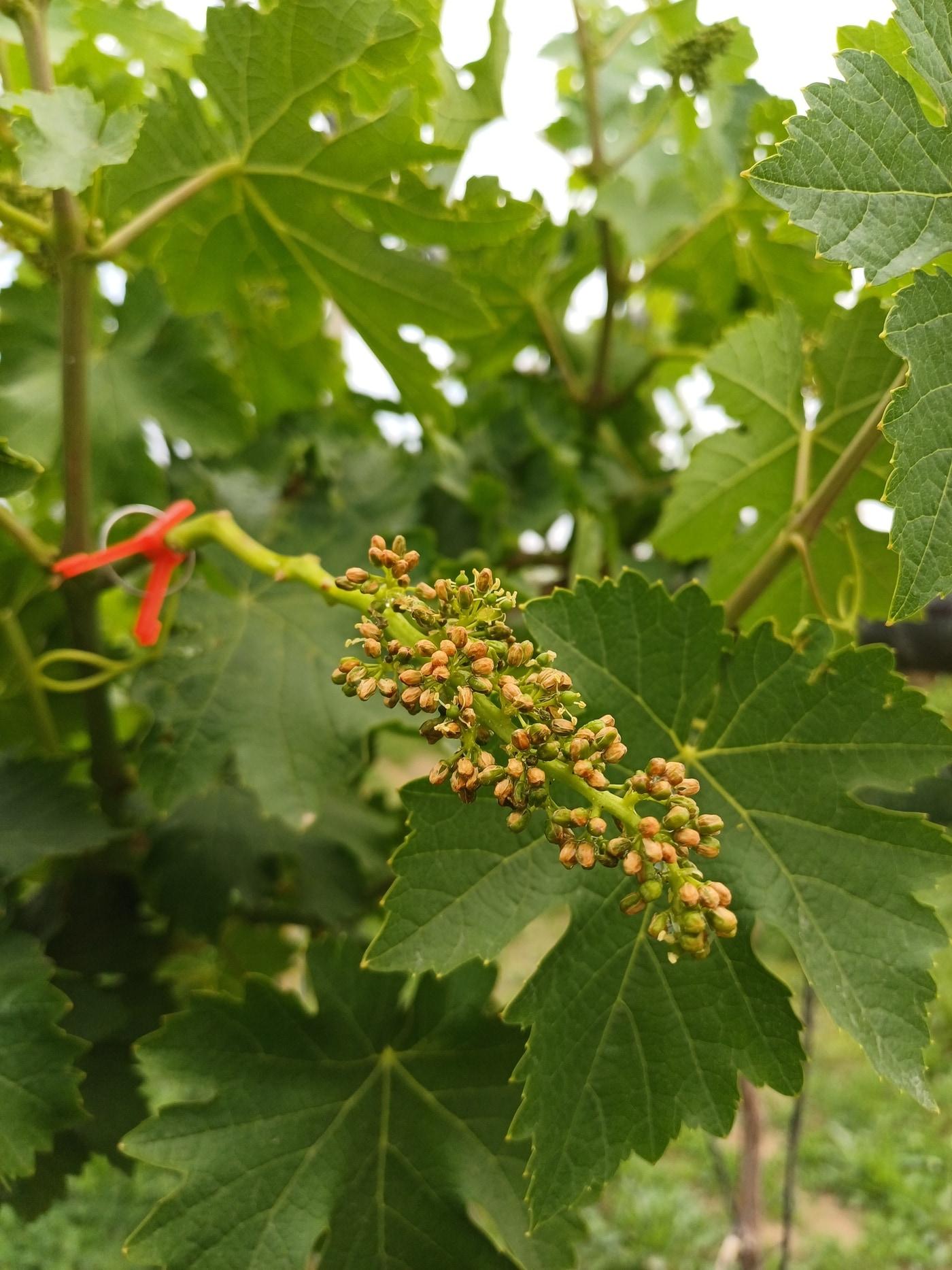 본문 이미지 - 착과 불량인 샤인머스켓.&#40;충남도 제공. 재판매 및 DB금지&#41;/뉴스1