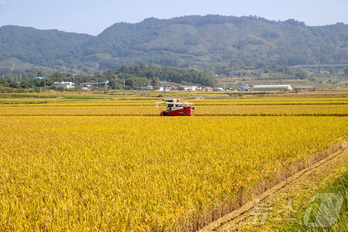 영암군 덕진면 노송마을 들녘 추수&#40;영암군 제공. 재판매 및 DB금지&#41; &#40;사진은 기사 내용과 무관함&#41; / 뉴스1 ⓒ News1