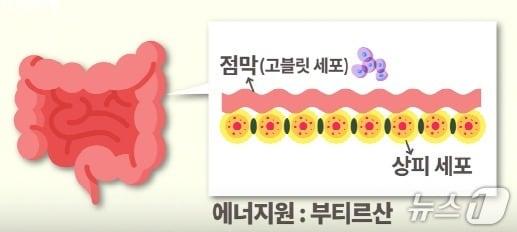 본문 이미지 - 장 내 상피세포와 점막세포의 구조