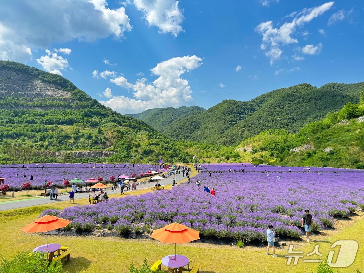 본문 이미지 - 동해시 무릉별유천지 라벤더축제 현장.&#40;동해시 제공, 재판매 및 DB 금지&#41; 2025.12.9/뉴스1