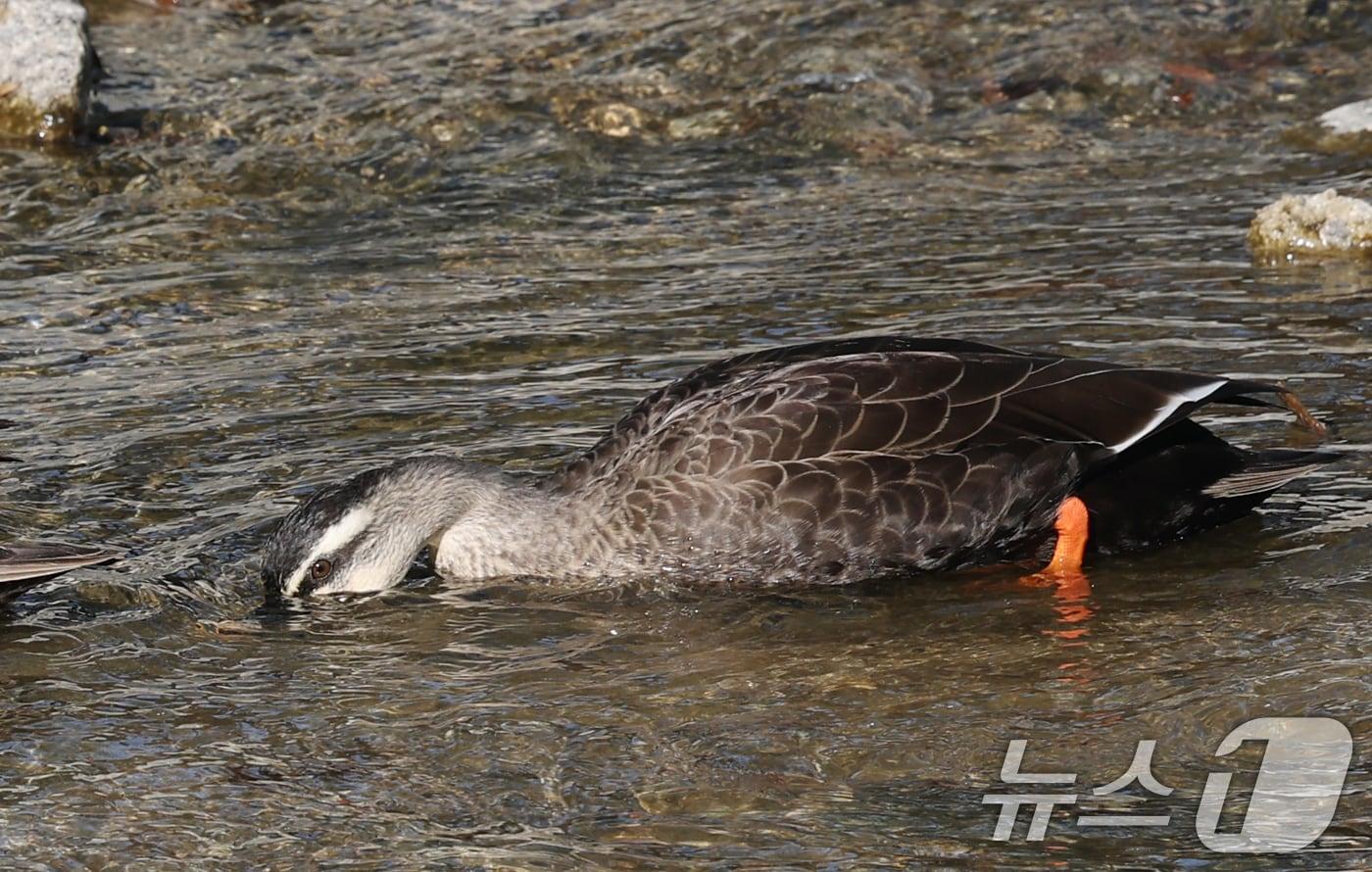 포근한 겨울 날씨를 보인 9일 경기 수원시 권선구 세류천에서 흰뺨검둥오리가 먹이 활동을 하고 있다. 2025.12.9/뉴스1 ⓒ News1 김영운 기자
