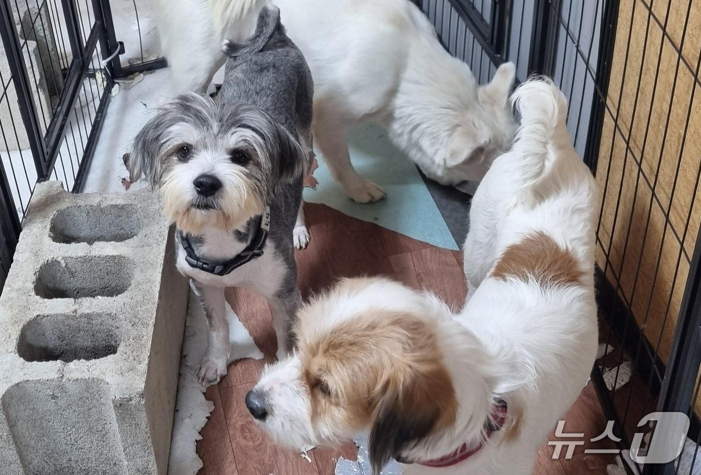 애니멀 호더로부터 구조된 강아지들&#40;하이 제공&#41; ⓒ 뉴스1