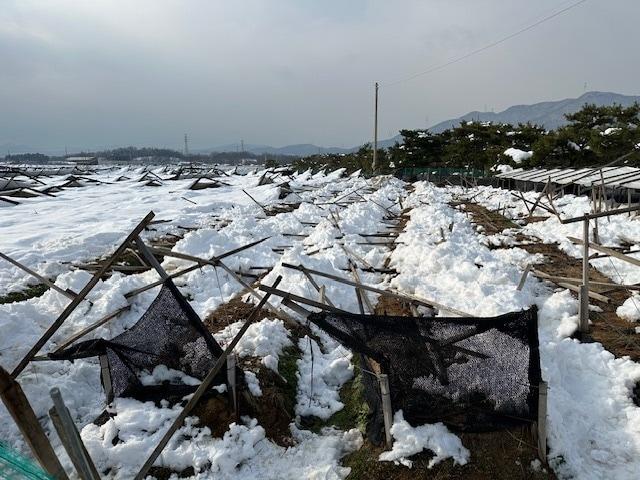 본문 이미지 - 차광망을 제거하지 않아 폭설로 붕괴된 인삼밭 시설&#40;농촌진흥청 제공. 재판매 및 DB금지&#41; 2025.12.09 /뉴스1